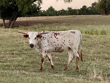 HRT Sweet Dusty Dipper