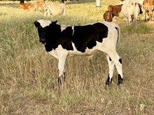 Sangria Bull Calf