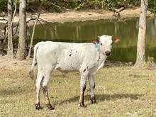 DC Silver Dollar Bull Calf