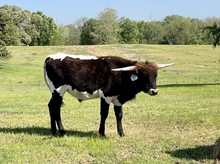 Majic’s steer 12/21