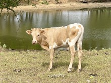 Strawberry Wine Bull calf