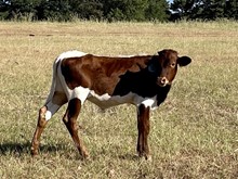 Ginger Chex Bull Calf