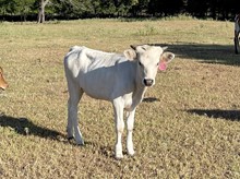 HRT Silver Dutchess