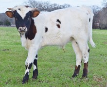 Kawliga Chex x Tumbling Angel steer