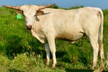 GLR 20 MOON RAINBOWS