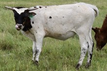 GLR DRAG THE MOON GAL