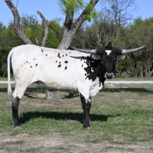 6CR ONCE IN A BLUE MOON