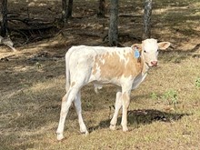 Poco Leader Bull Calf 