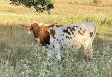 Sadie Sue steer-21