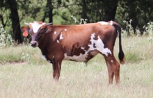 HRT SILVER DOLLAR COWBOY