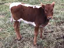 HCC STEER CALF 2818