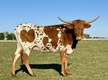 LBR Century's Legacy