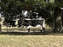 Majic’s steer-21