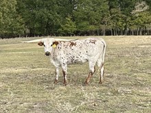 HRT Sweet Dusty Dipper