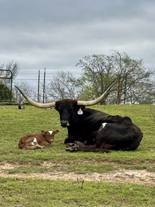 Vindicated Lady x Rowdy Rio '24
