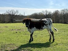 Fancy Pants Steer '21