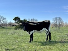 Majic’s steer-21