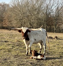 Valiant Angel bull '25