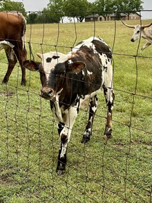 Fancy Pants Bull '25