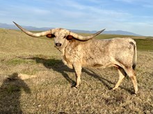 6CR SHEZA TUFF LADY