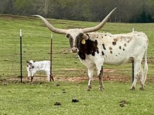 Shades of Houdini bull '25