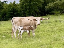 Rio Silver Kay bull ‘25