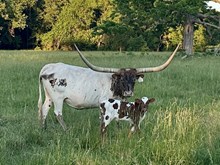 Tumbling Angel bull ‘25
