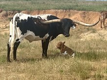 Cleopatra bull ‘25