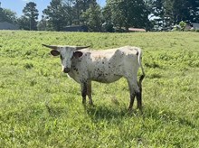 HRT Sweet Rowdy Dipper