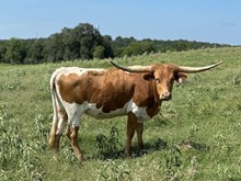 HRT Rowdy Cowgirl
