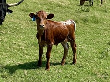 Full O Candy bull ‘25