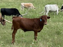 Houdini Tari bull '25