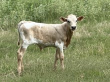Jeweled Splash bull ‘25