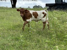 Clouts Comfort bull ‘25