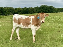Valiant Sadie Bull '25