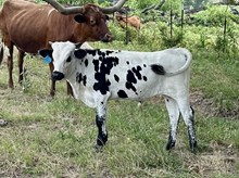 Awesome Blend bull '25