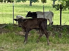 Majics Dancer bull ‘25