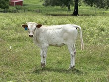 Red's Dusted Girl bull '25