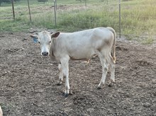 HRT SilverJack