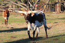 HRT Fancy Sugar Pants