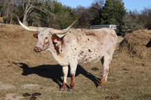 HRT Splash of Silver