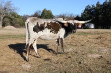 HRT Fancy Sugar Pants