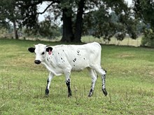 HRT RiverJack’s Dynasty