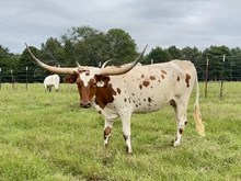 HRT Valiant Sadie