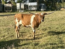 HRT Lady Max's Goldmine