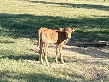 Inside Scoop heifer '25