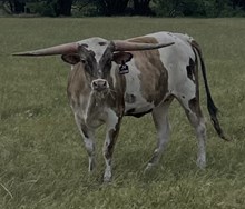 Blue Moon's Autumn JH